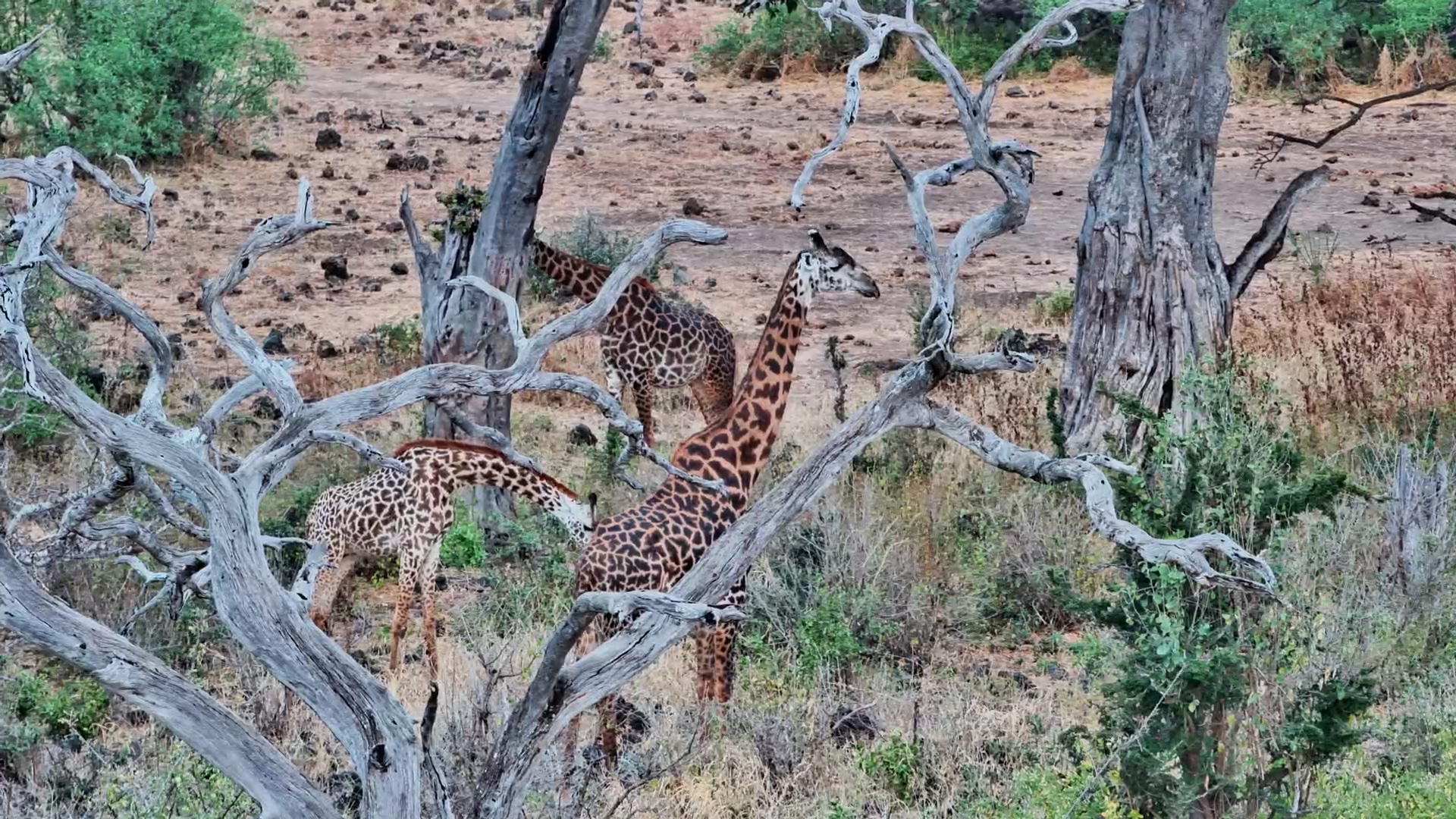 When a Giraffe Herd Walks By