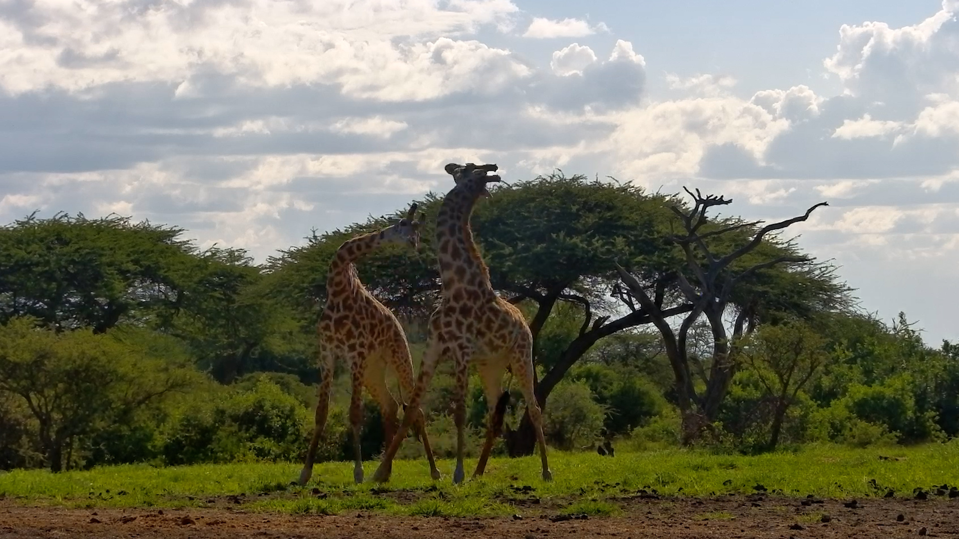 Young Giraffes Practice Gentle Necking at ol Donyo