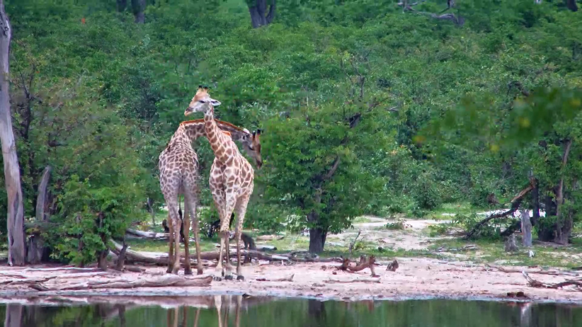 Giraffes Spar at Elephant Pan