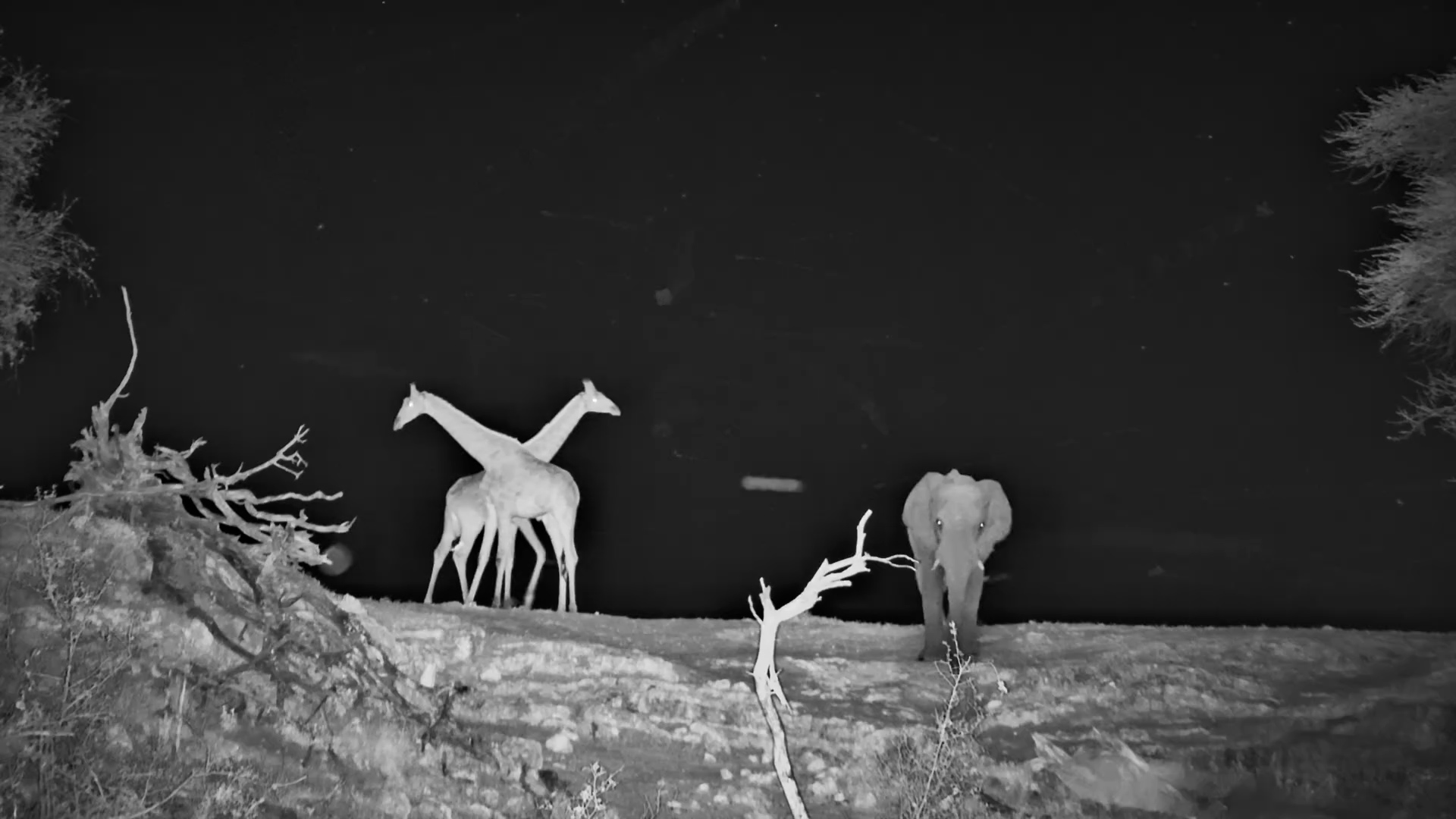 Giraffes Necking Under the Night Sky