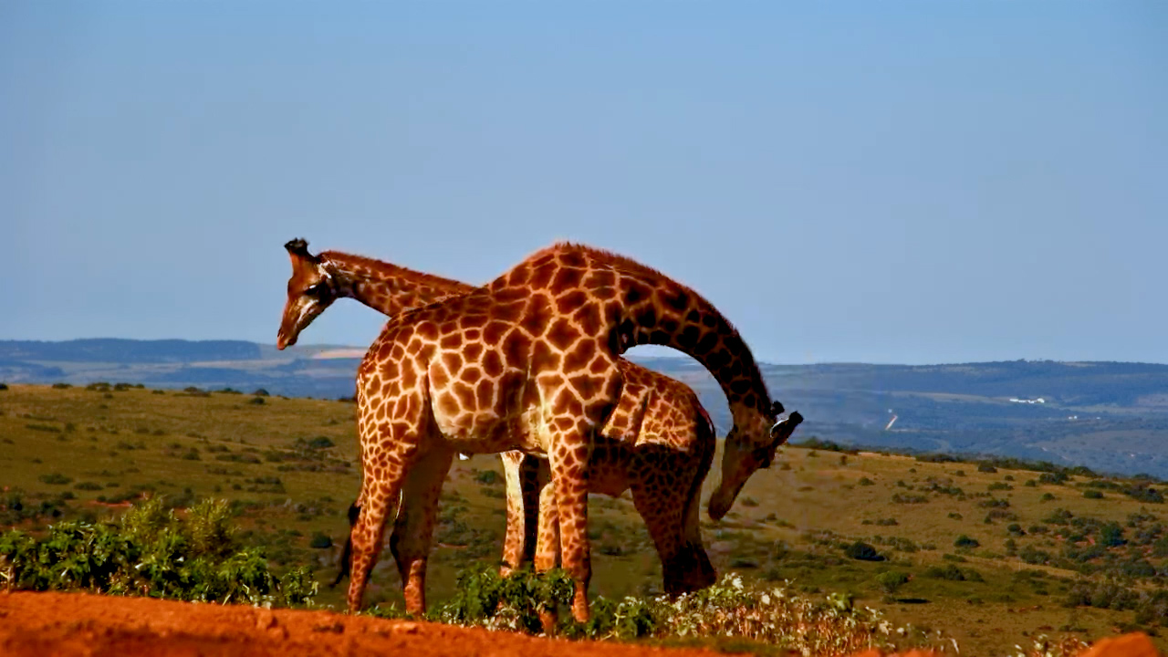 Waterhole Belonged to the Giraffes