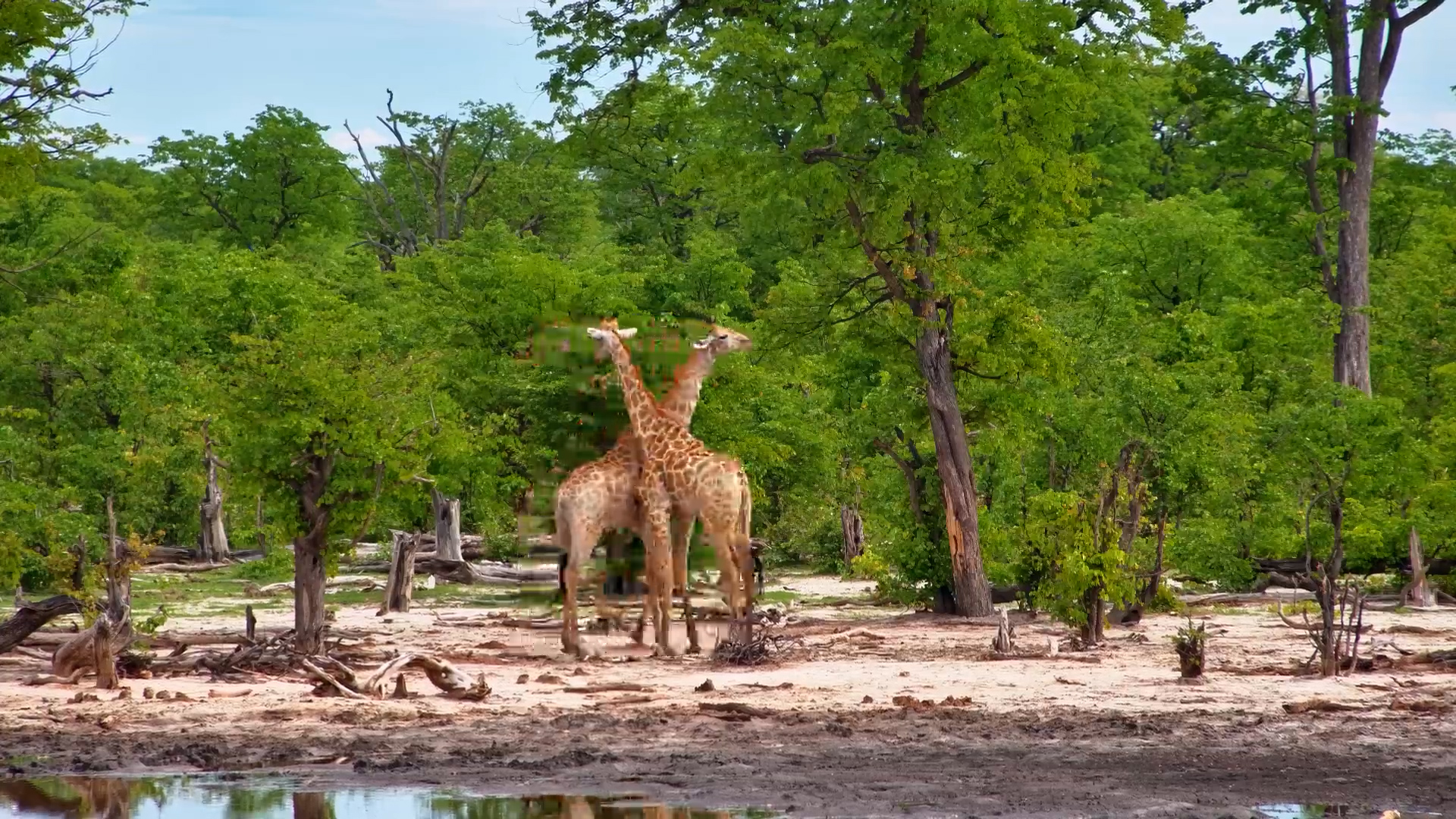 Gentle Necking at Elephant Pan