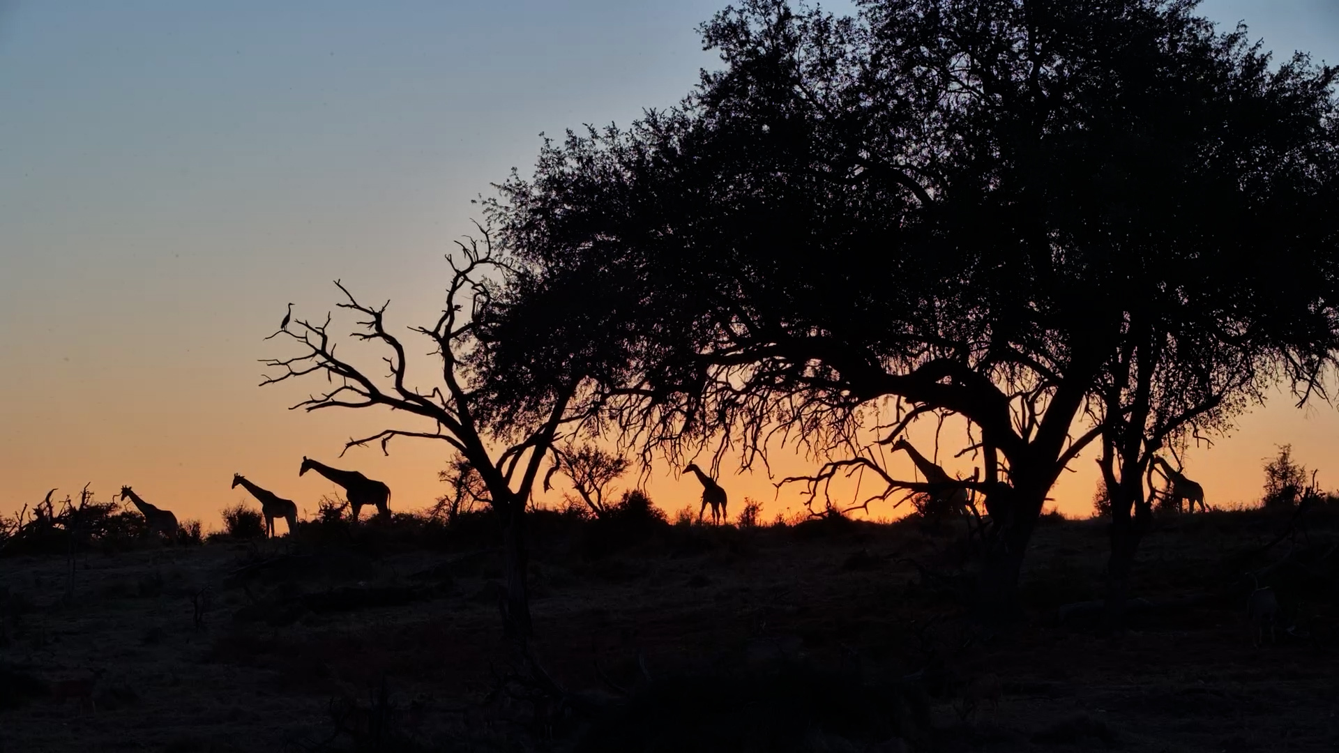 Sun Set While the Giraffes Hesitated
