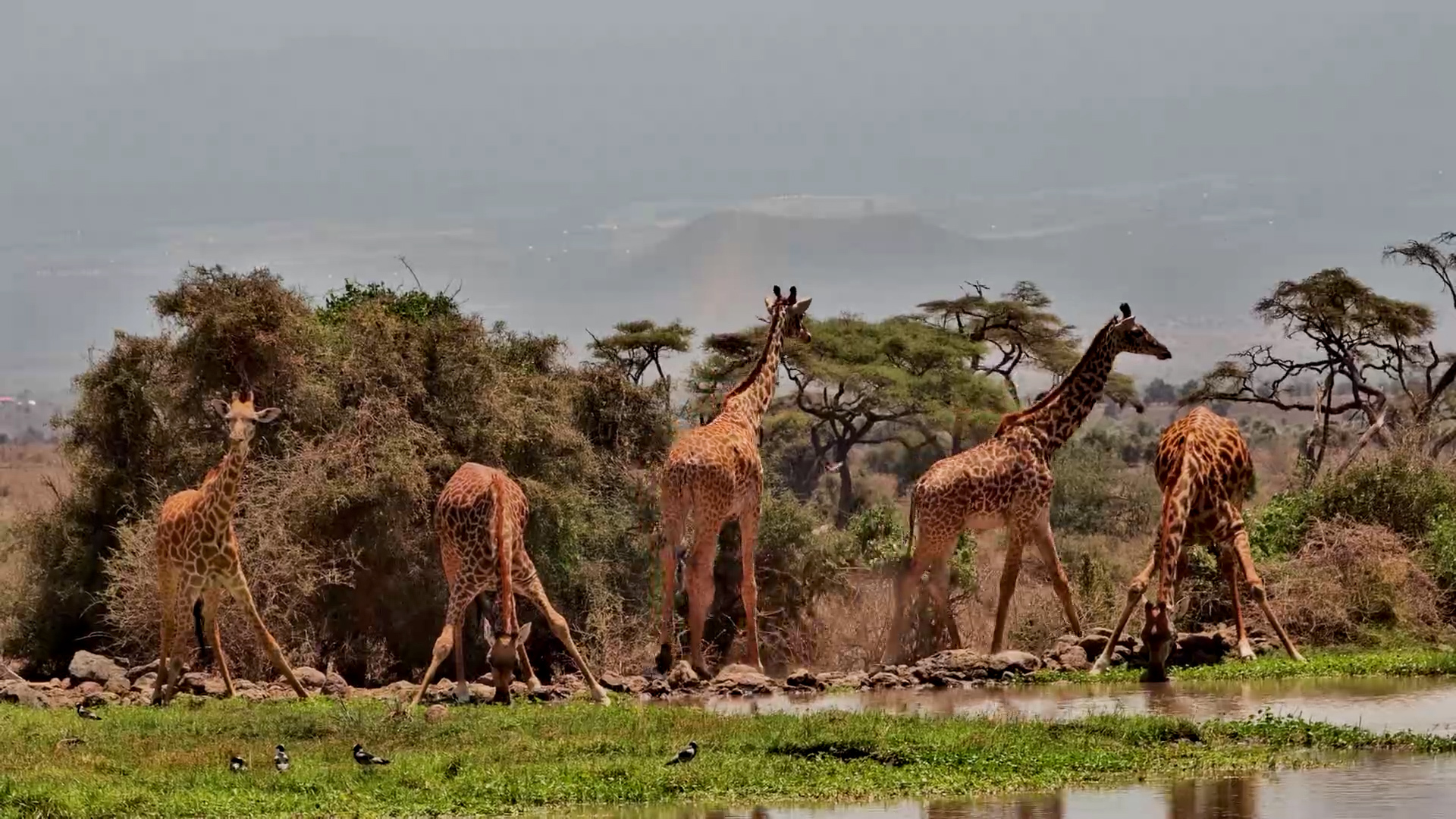 A Great Giraffe Gathering!
