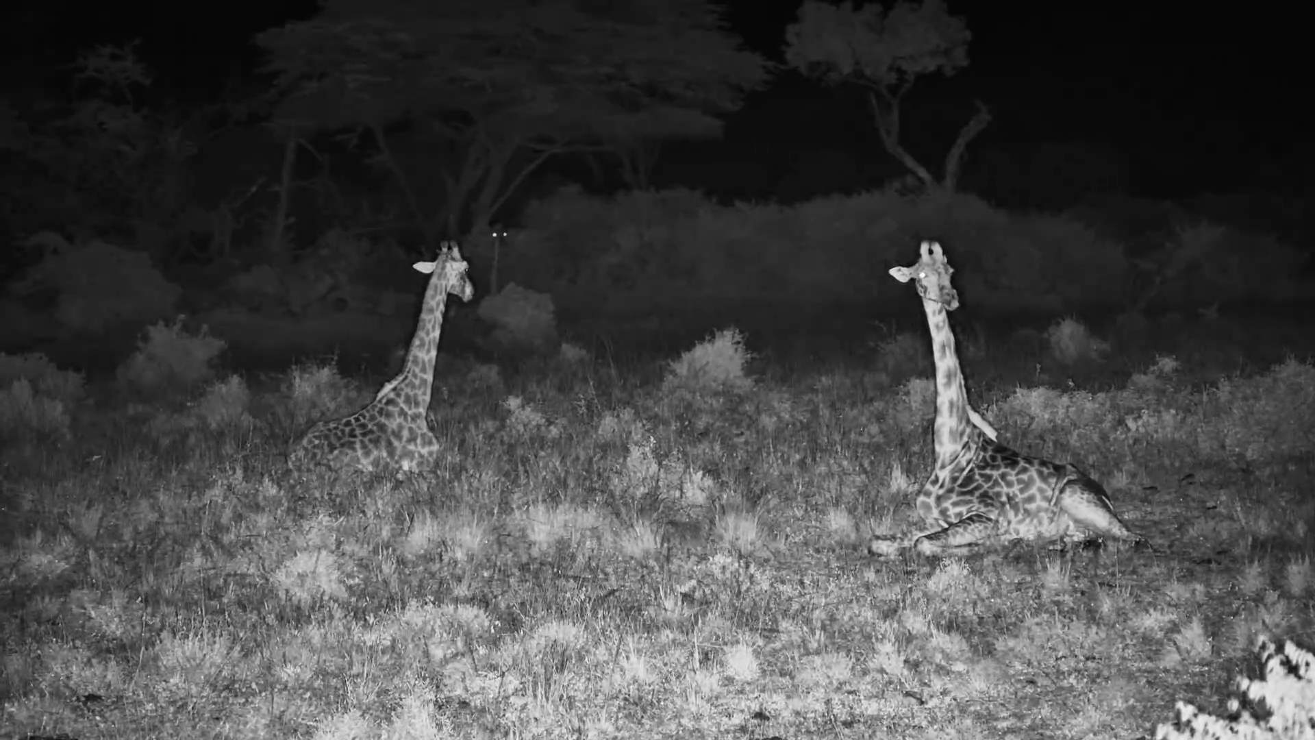Giraffes Sit and Chew the Cud at Night