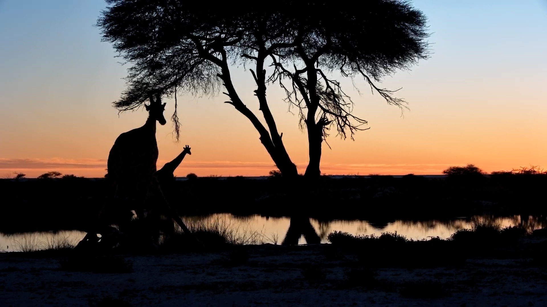 Giraffes at Onguma Enjoy Sunset Drinks