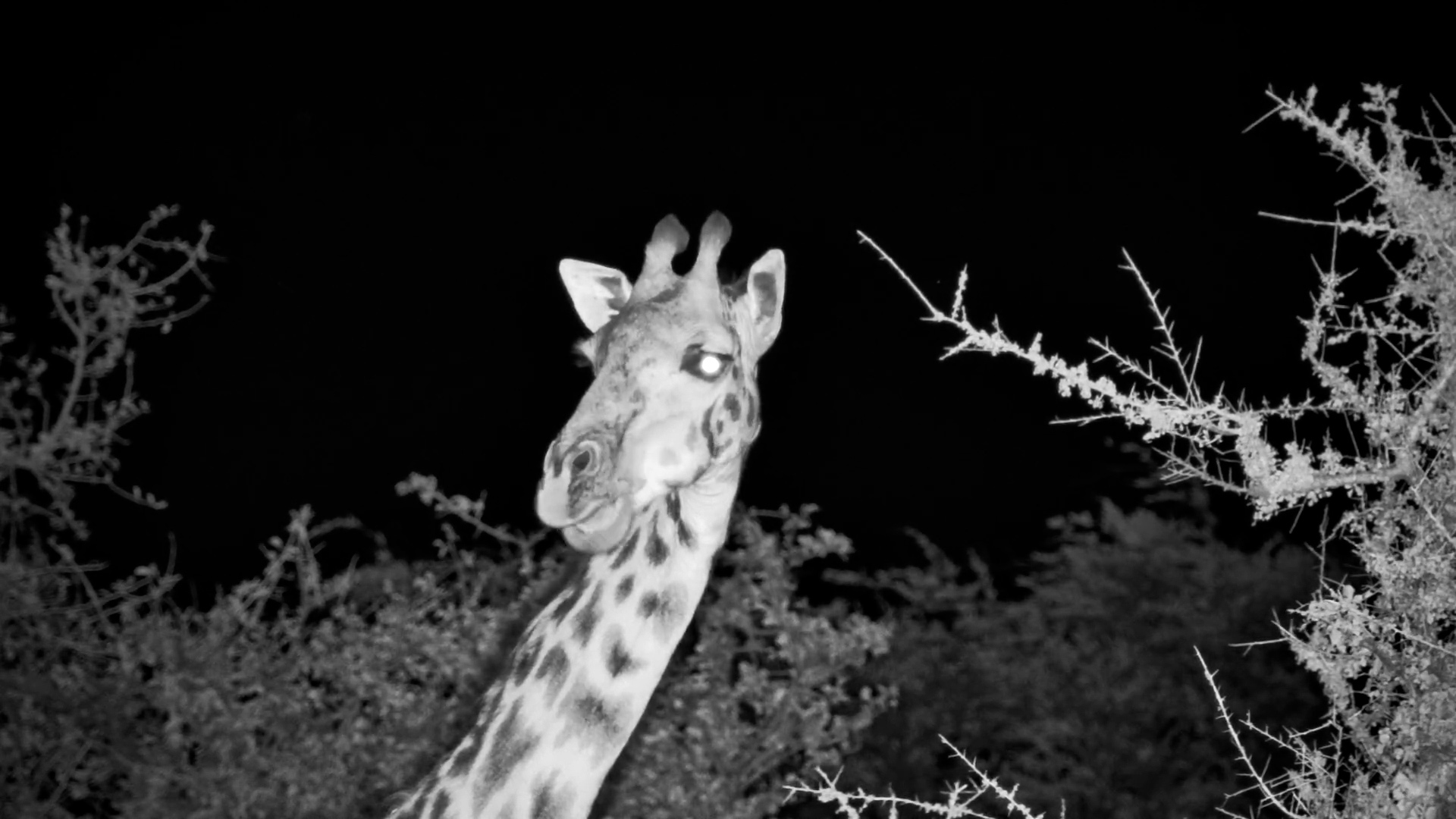 Starry Snack Time: Giraffes Feeding in the Serengeti