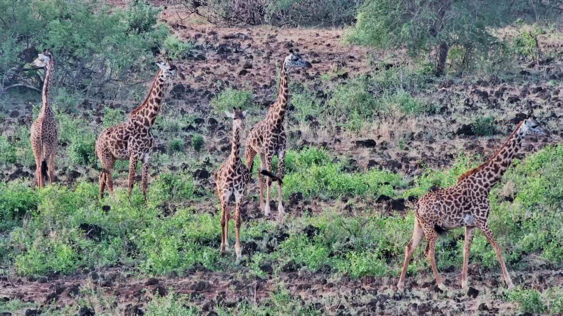 Giraffes Cross Finch Hattons’ Rocky Landscape
