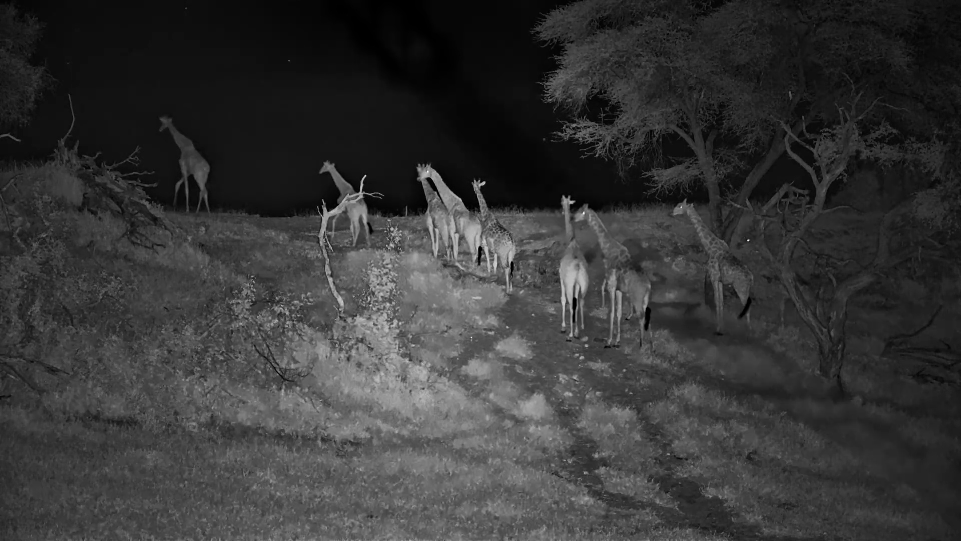 Slow and Steady Giraffes at Meno a Kwena