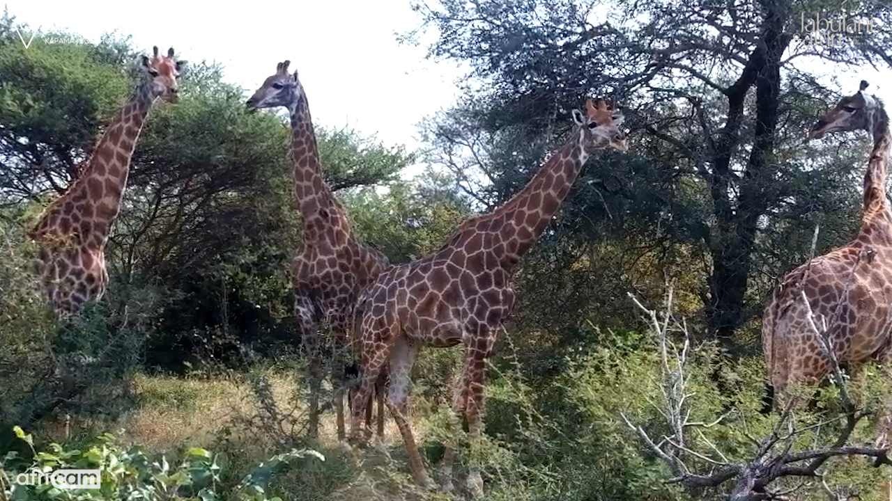 Blustery Skies and Towering Giraffes