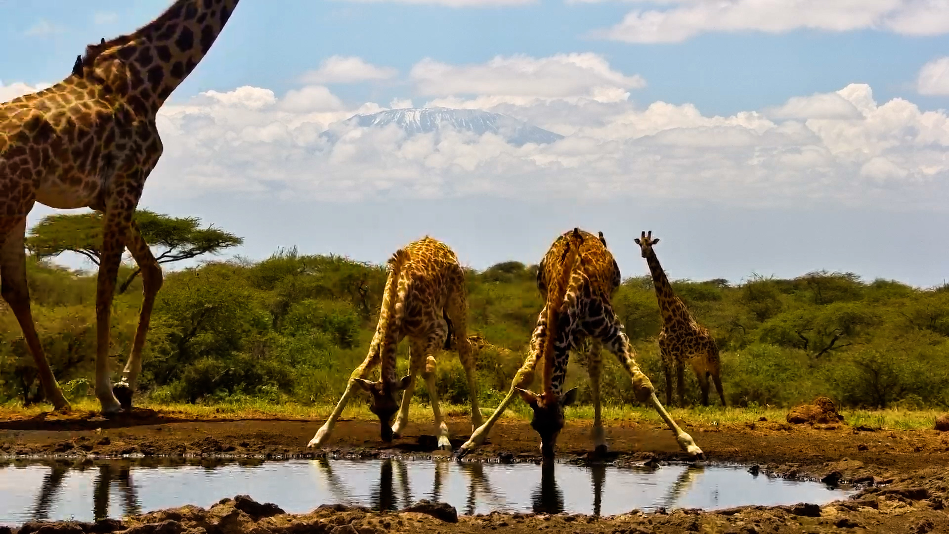 Giraffes with Kilimanjaro in the Background