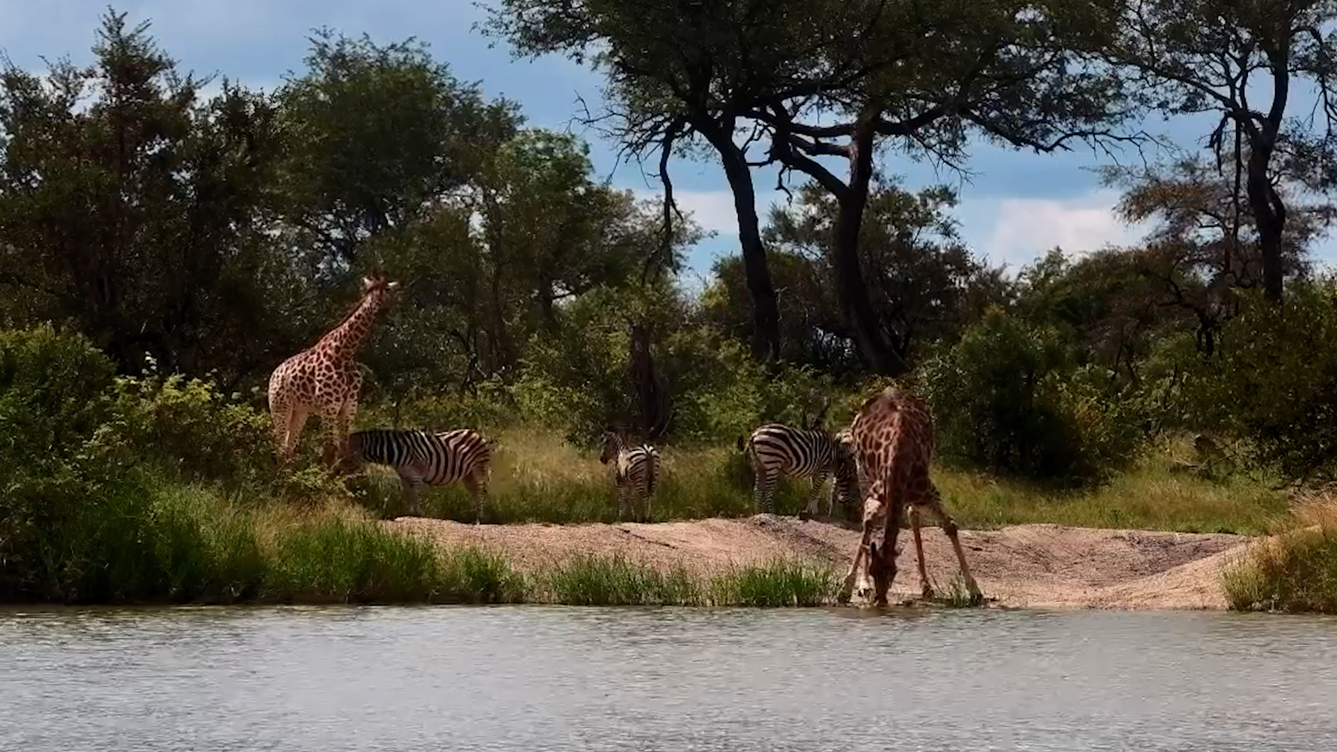 Giraffes Join the Zebras
