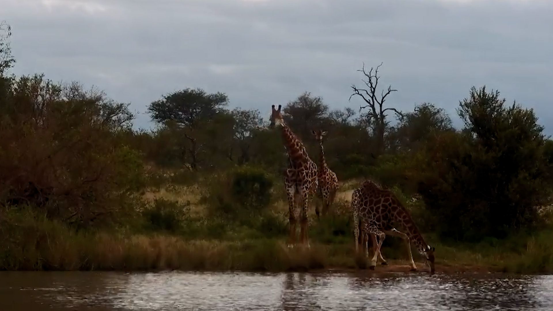Giraffes Brave the Blustery Weather for a Drink