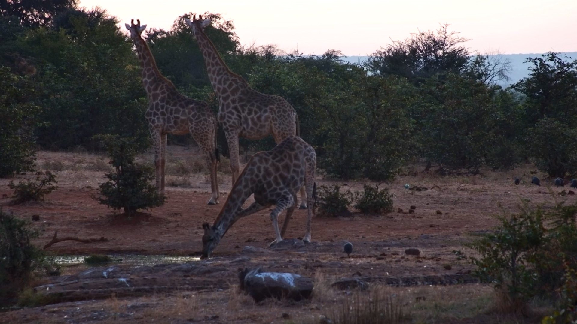 A Dusk Drink for the Giraffe Herd