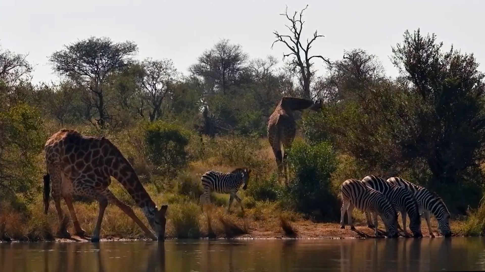 Zebras and Giraffes Share a Peaceful Drink
