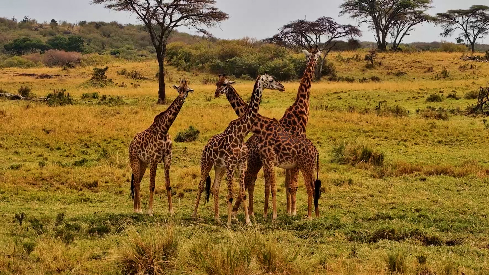Giraffes Across the Endless Mara Plains