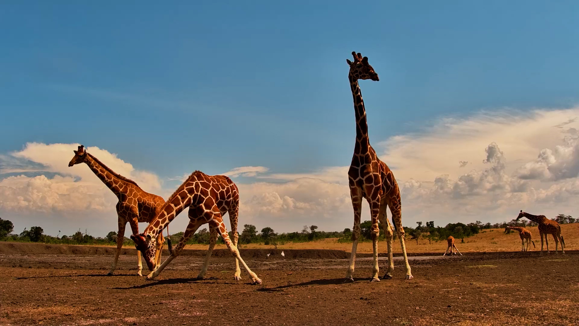 Nature Really Outdid Itself With Reticulated Giraffes