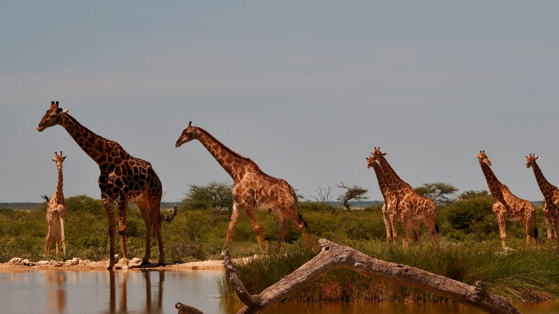 Giraffe Herd Drinks at Onguma