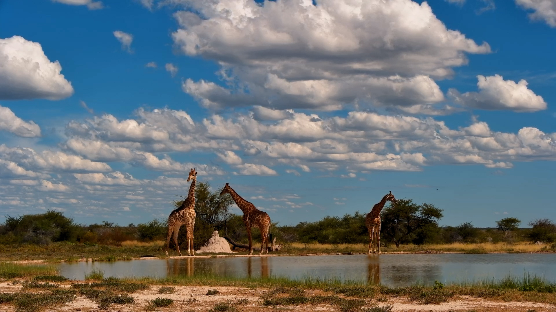 Giraffes Drink at Onguma