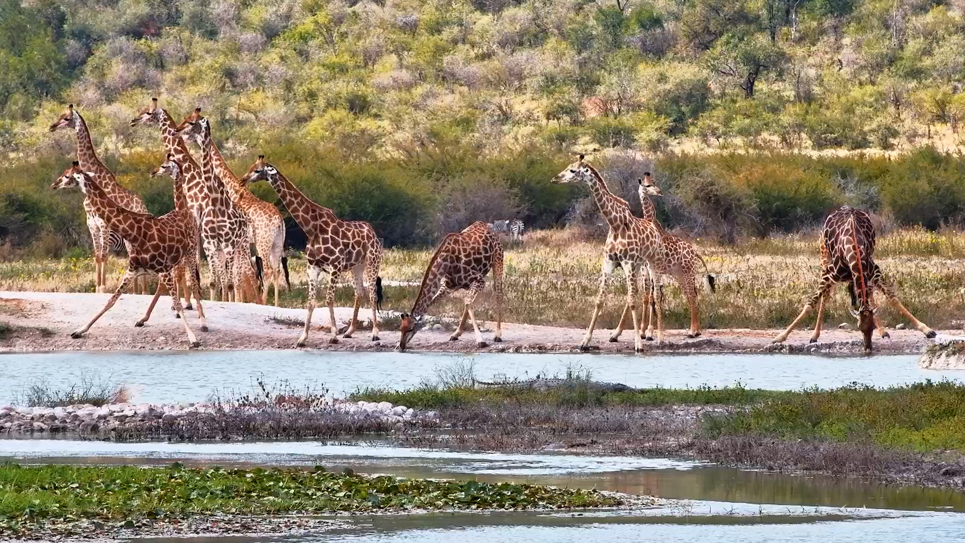 Giraffes Took Over Tau Waterhole