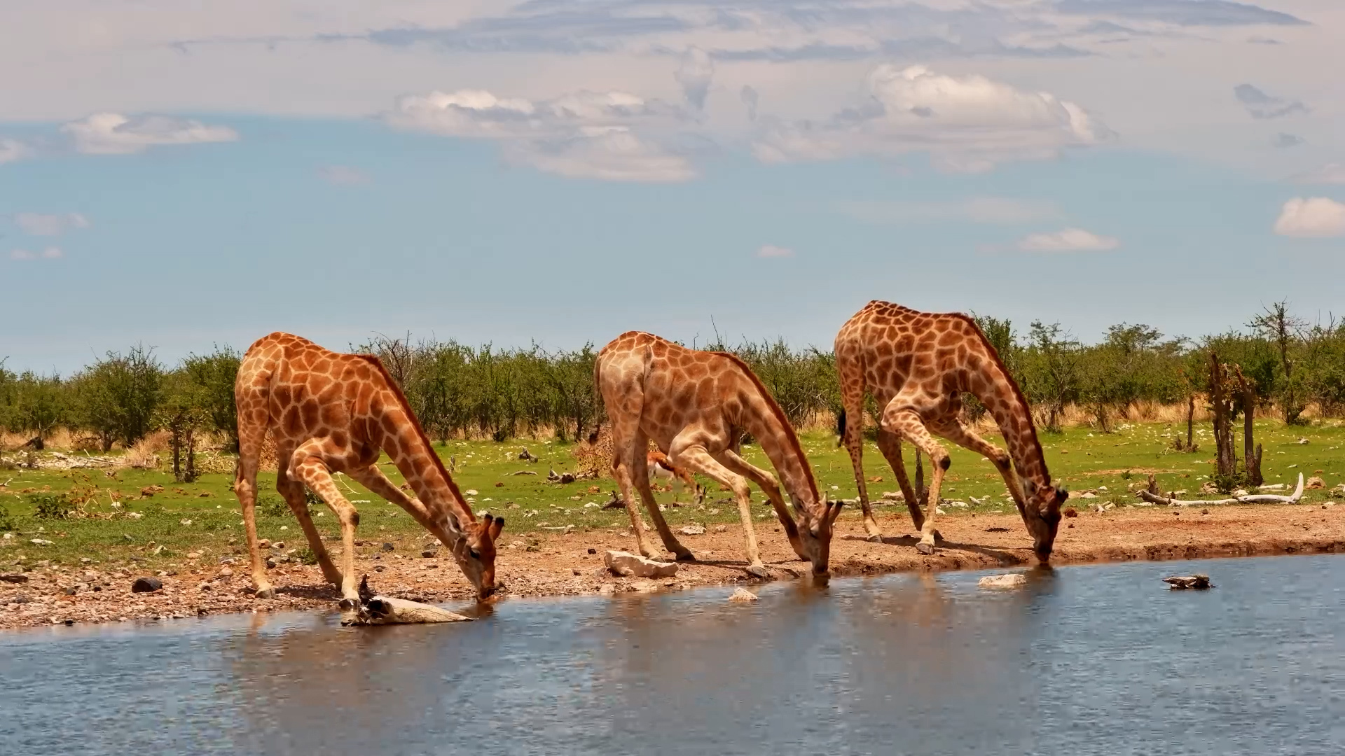 Giraffes Snack & Sip at Safarihoek