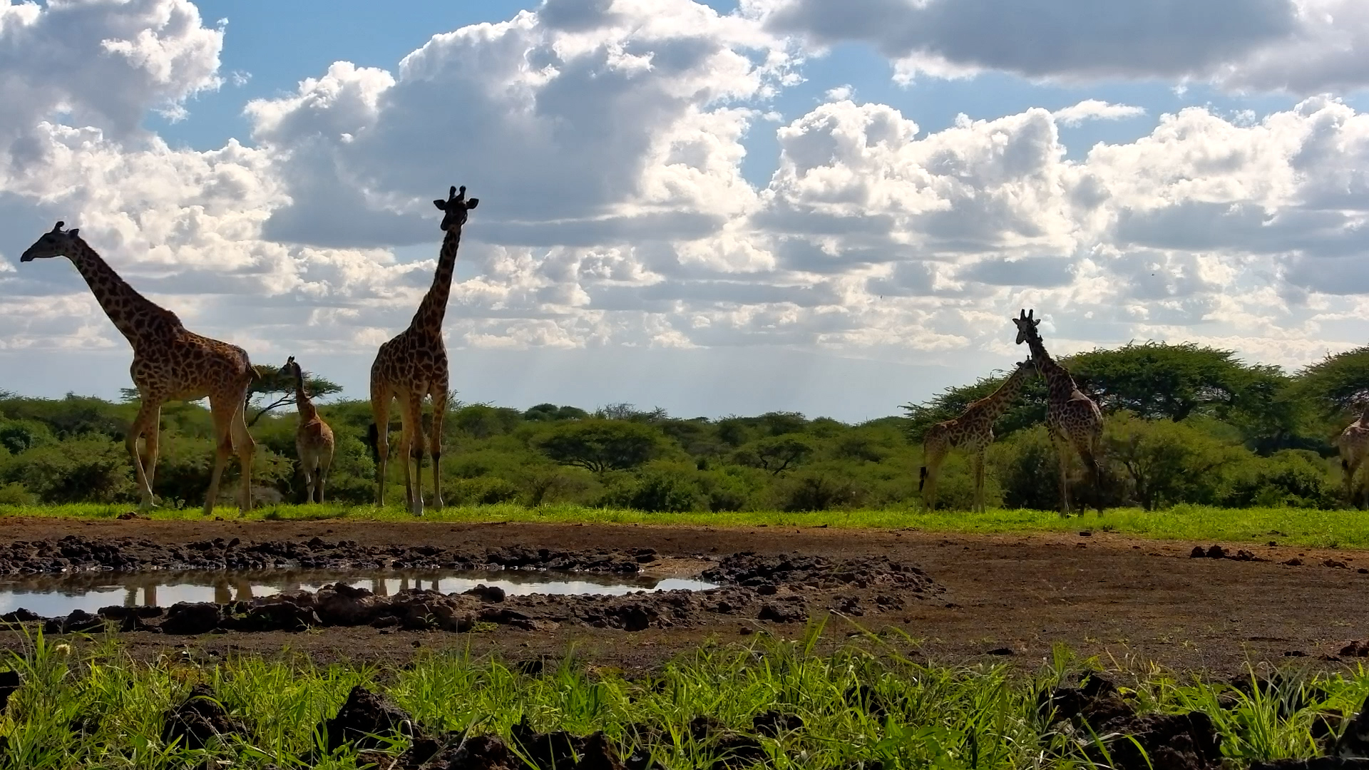 Towering Giraffes Survey the Pan at ol Donyo