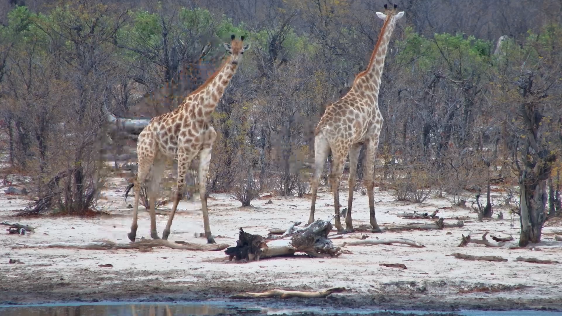 Giraffe Herd Checks Out Elephant Pan
