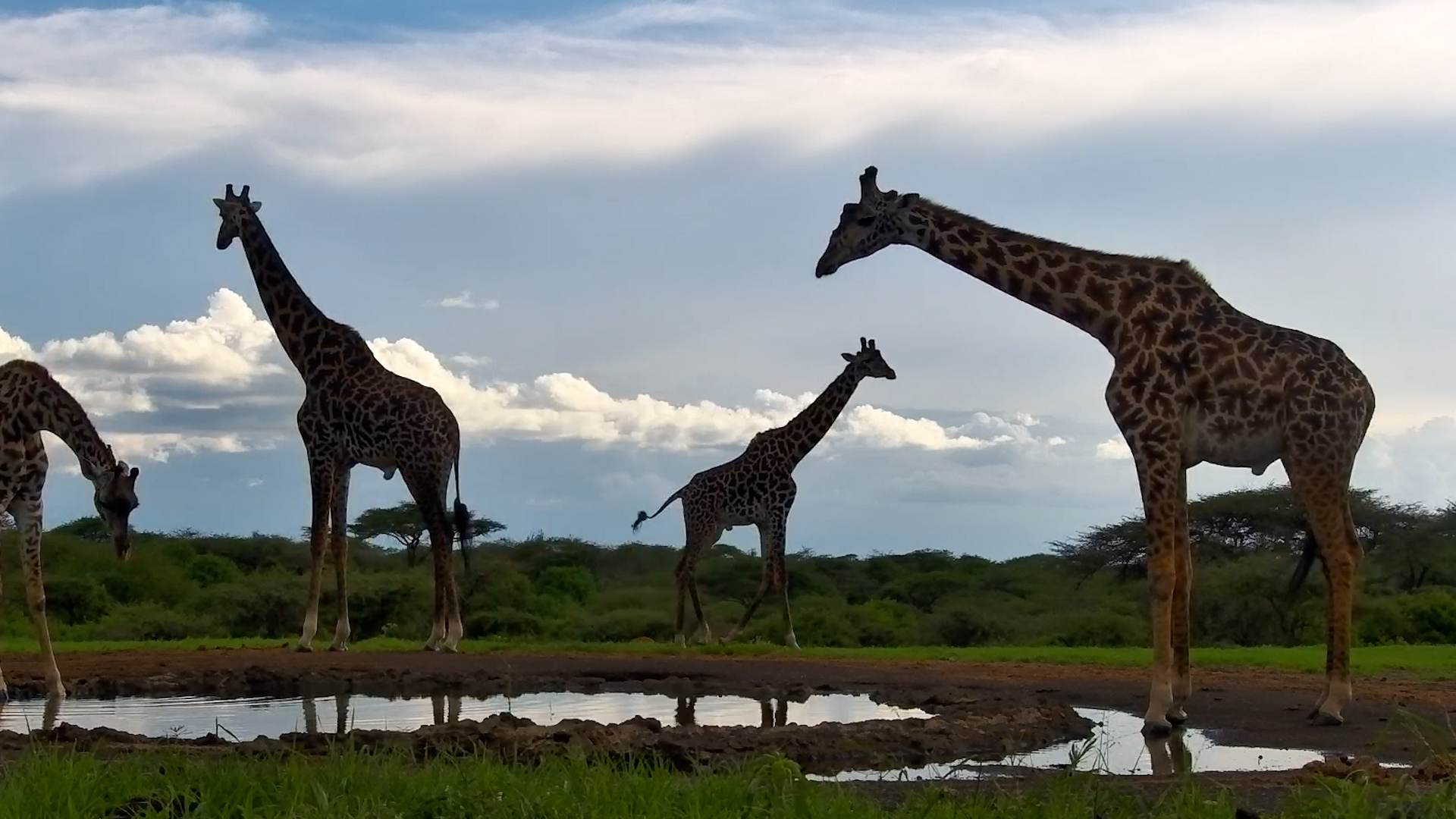 The Tallest Guests in the Bush