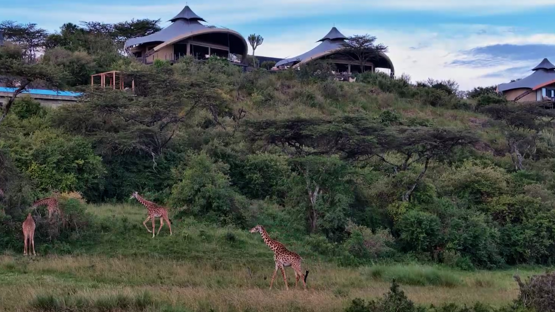 Giraffes Came Right Below Mahali Mzuri