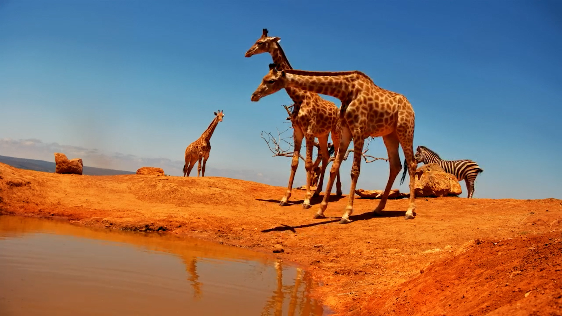 Thirsty but Nervous! Giraffe Can’t Challenge the Rhinos
