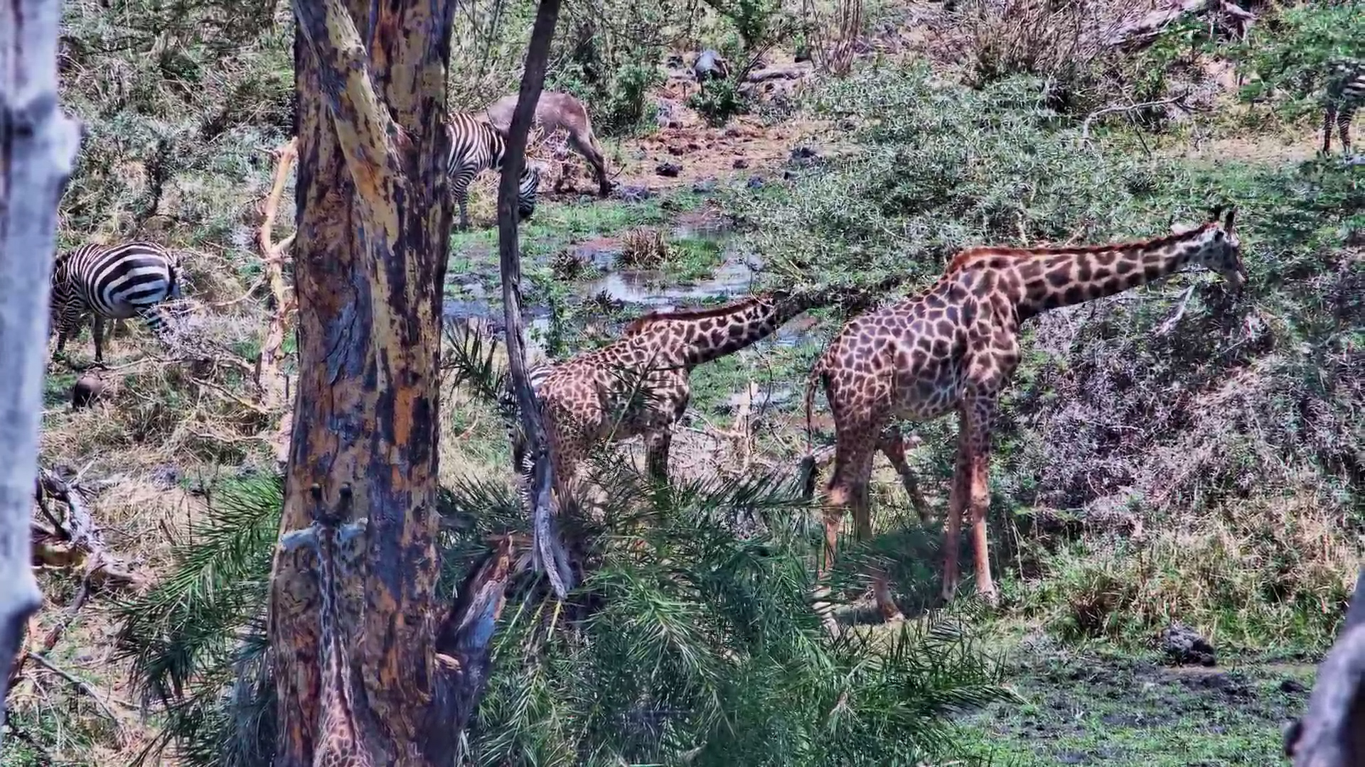 Giraffe, Zebra & Waterbuck Feed Together at Finch Hattons