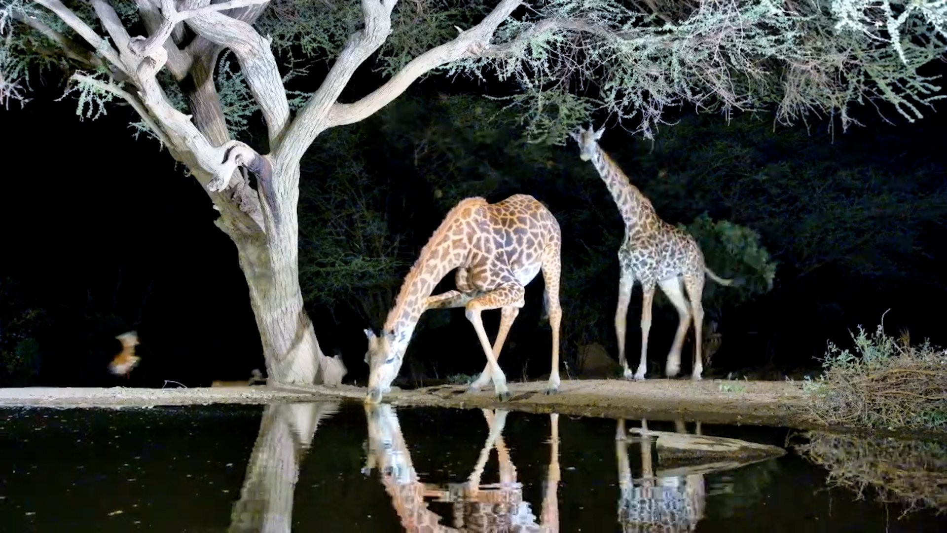Spooked at the Waterhole! Giraffes Arrive for a Drink