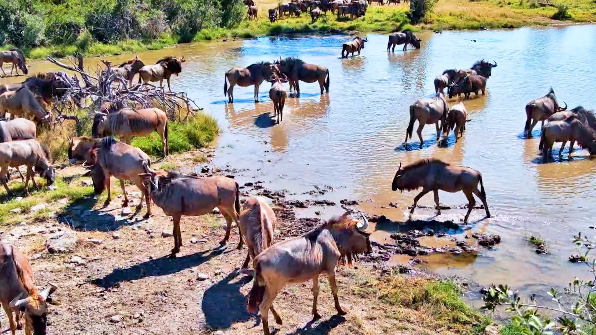 The Waterhole Filled With Wildebeest