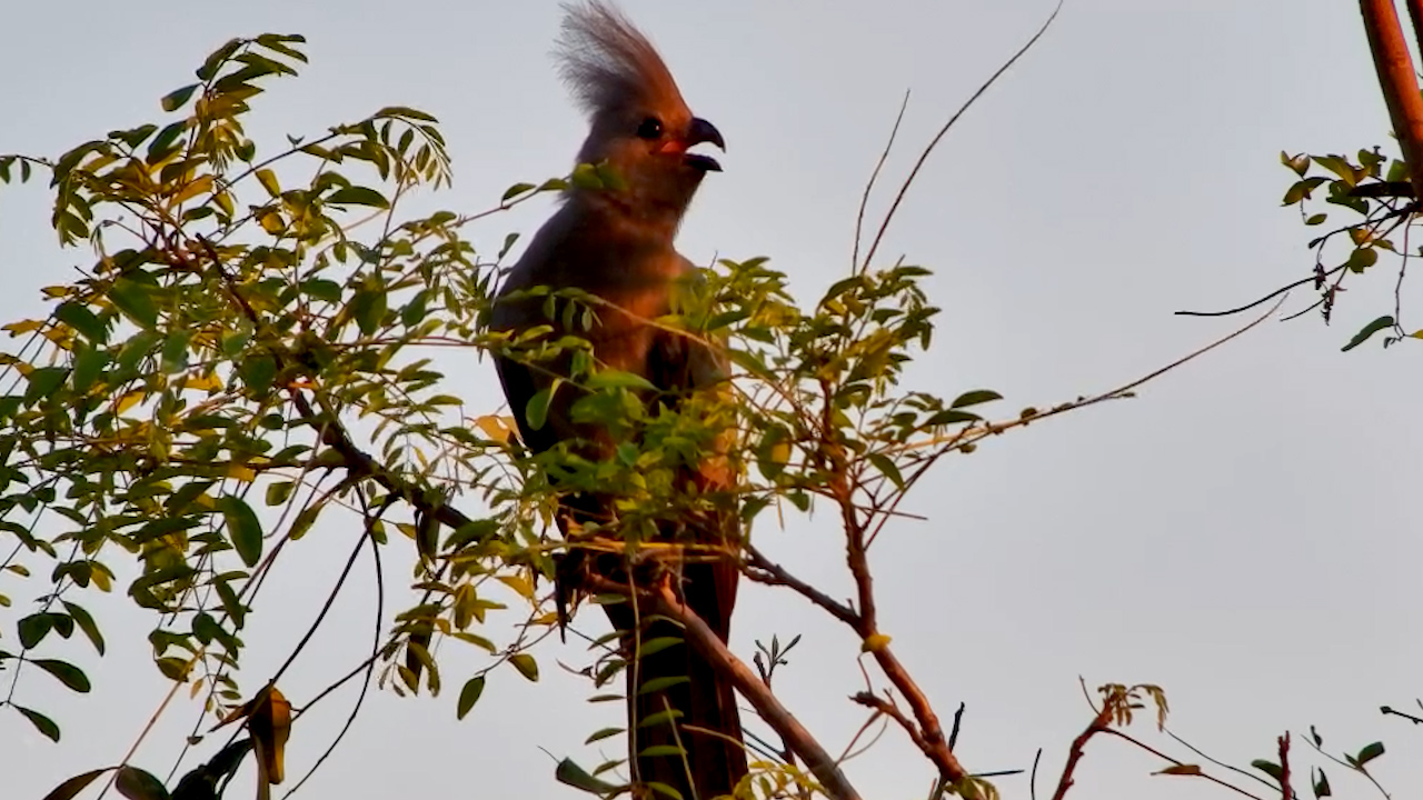 Grey Go-Away Bird in Action