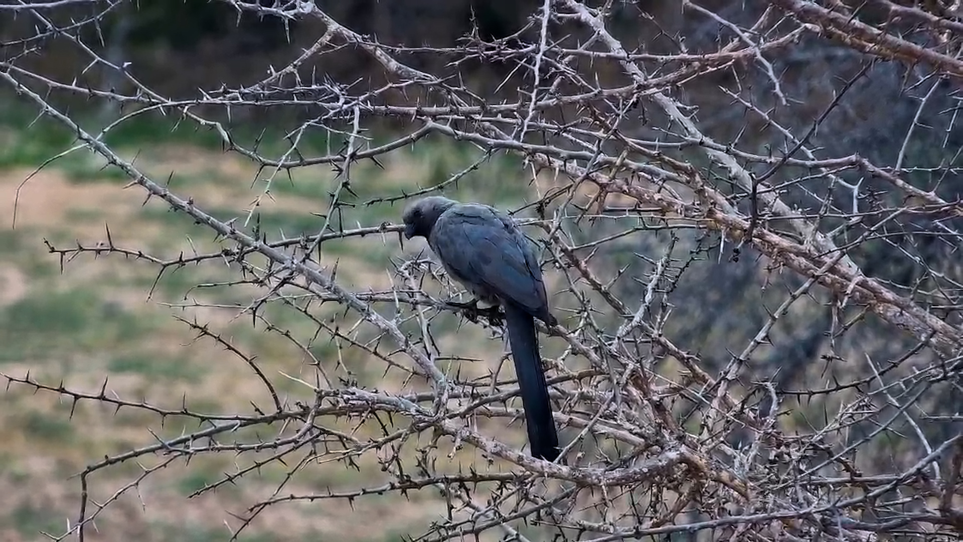 Grey Go-Away Bird Enjoys a Peaceful Perch