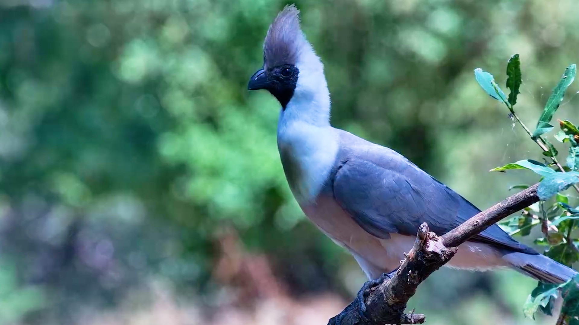A Bare-Faced Go-Away Bird Up Close