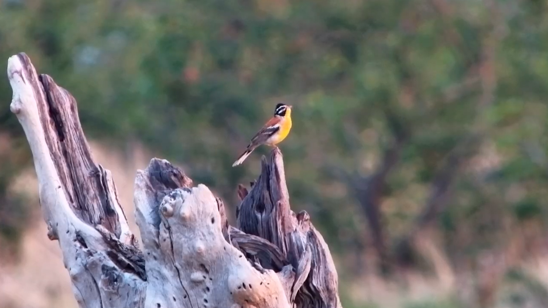Golden Song at Sunrise