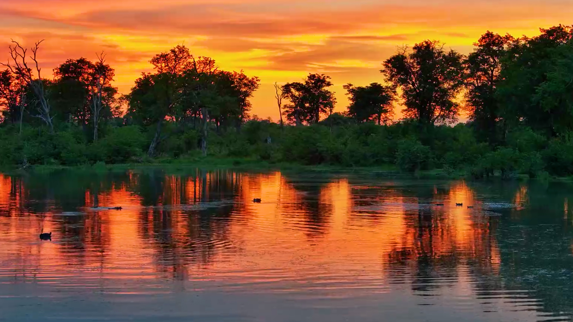 Golden Hour at the Waterhole… Spot the Hippos