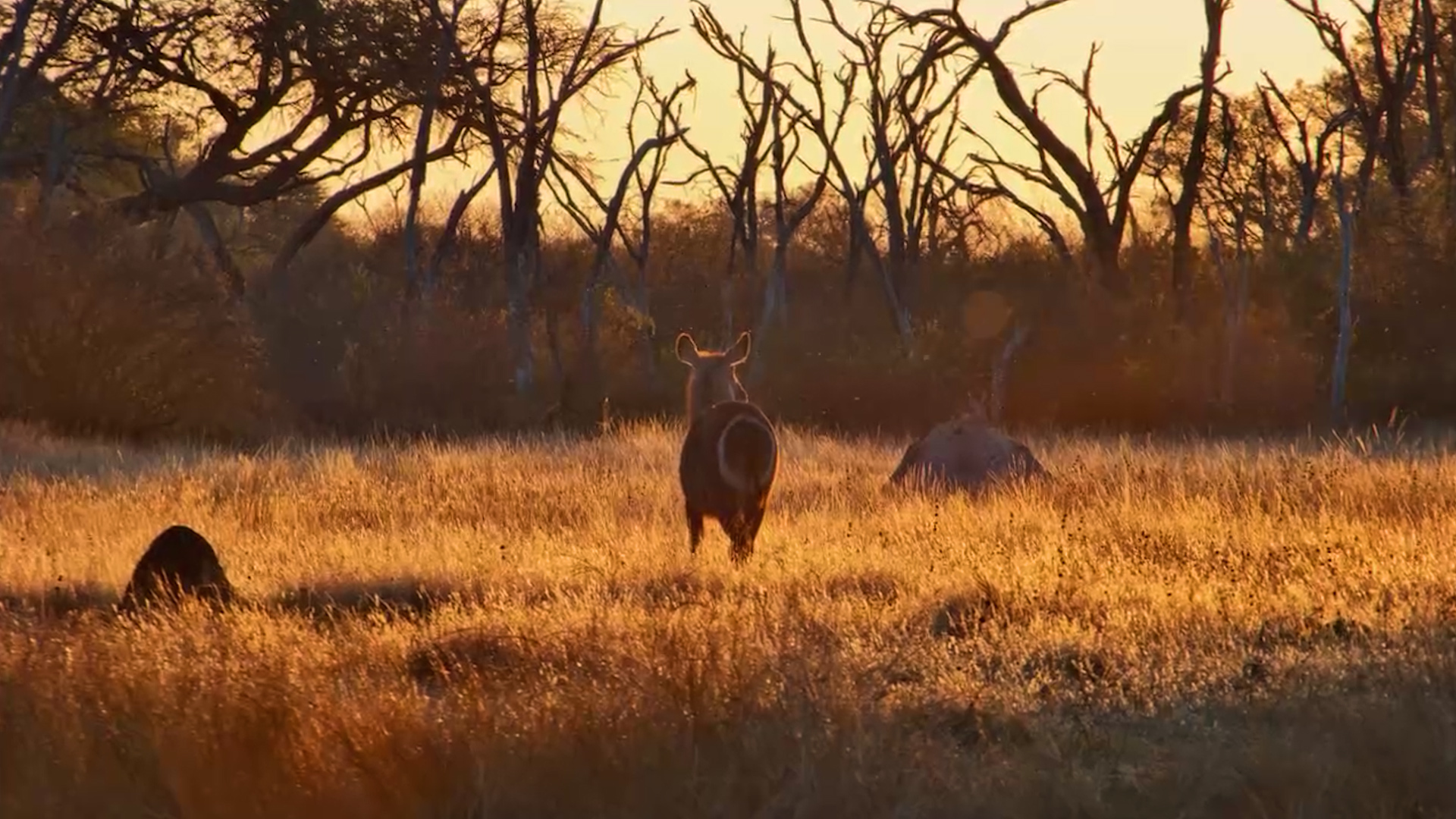Golden Hour With the Waterbucks
