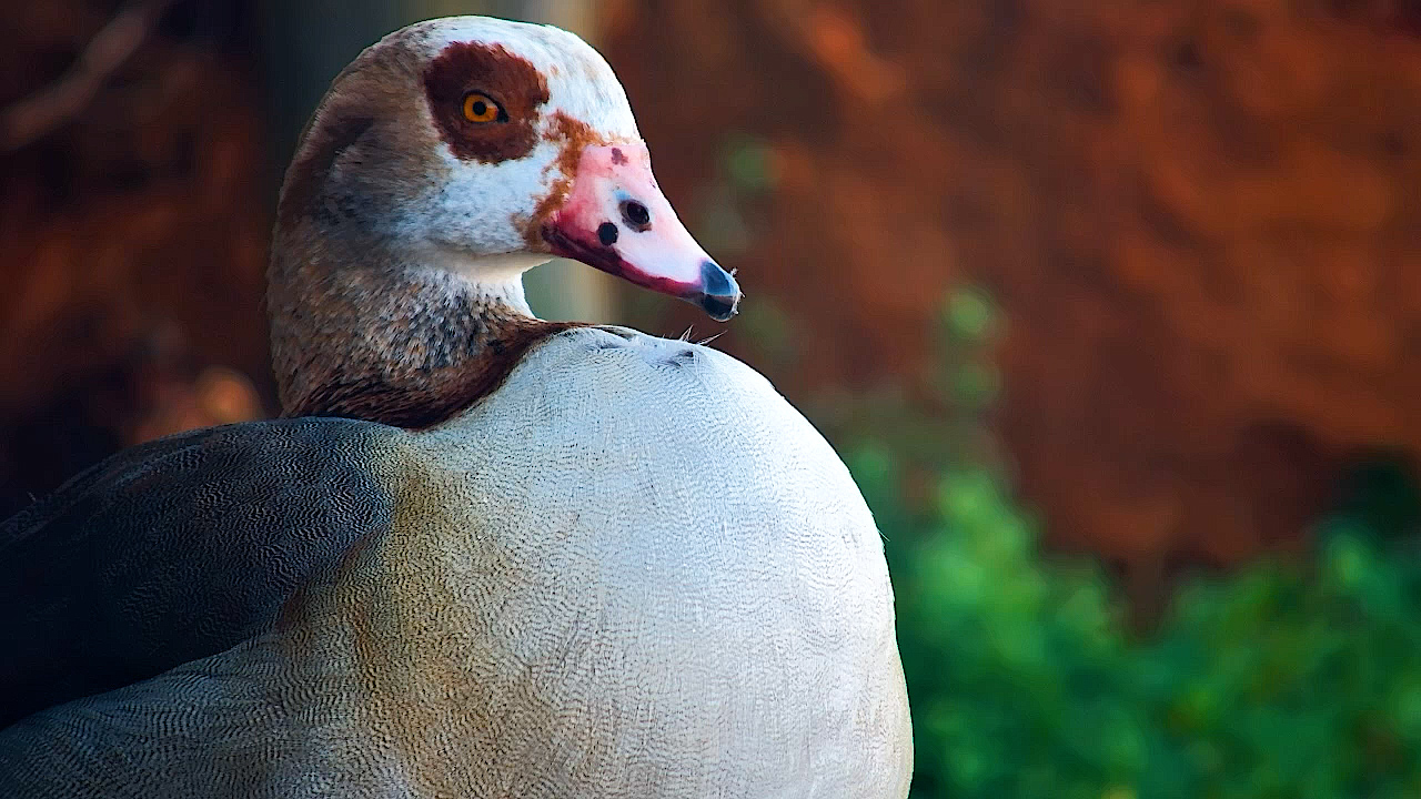This Goose Had Something to Say