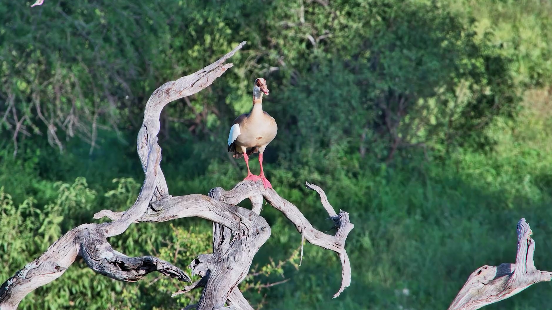Egyptian Goose on Display
