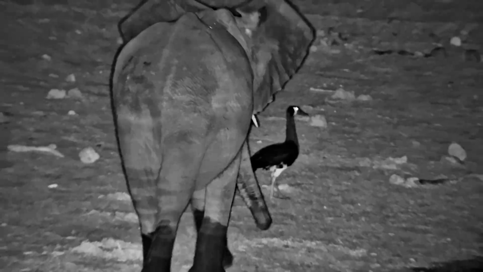 Spur-Winged Goose Shares the Night with Elephants
