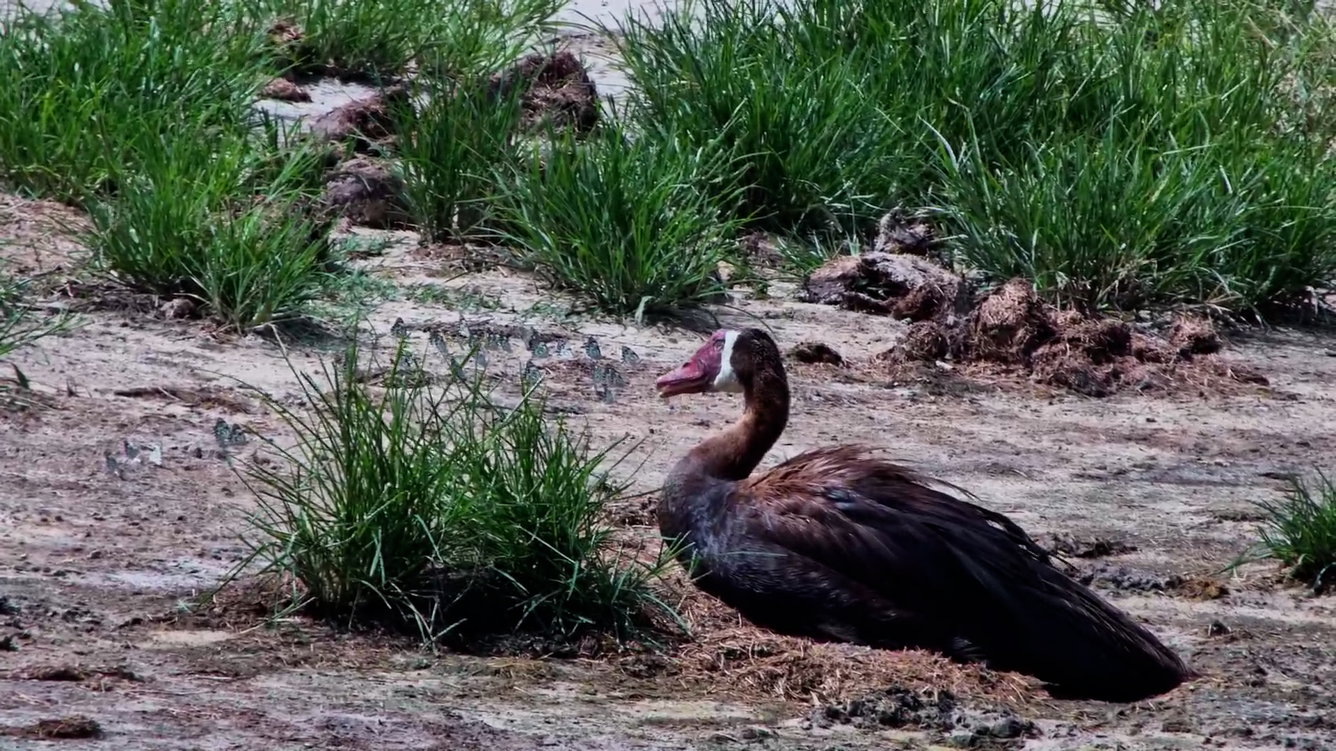 Spur-Winged Goose Resting