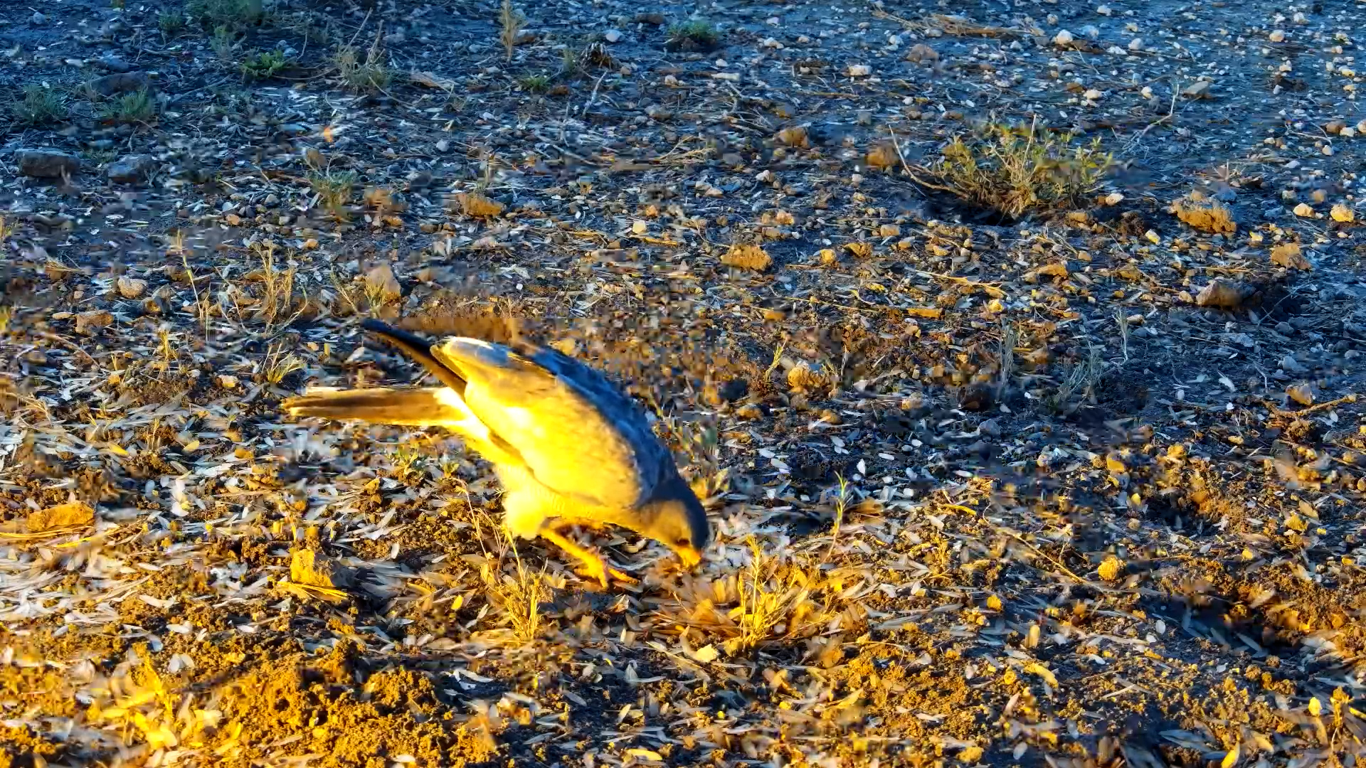 Predators Feast on Flying Insects