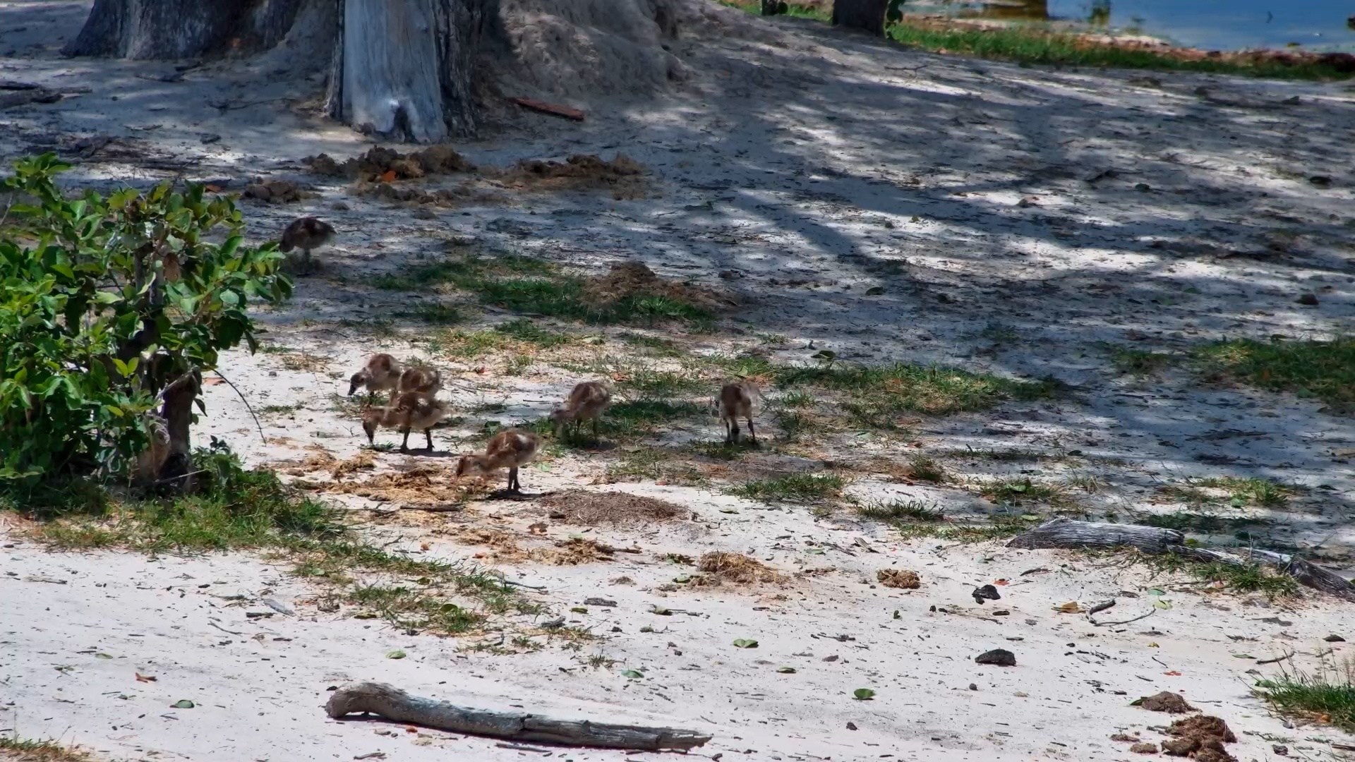 Egyptian Goose Family at the Pan
