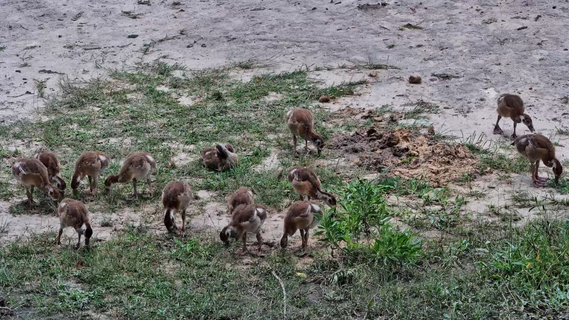 The Cutest Foragers Today