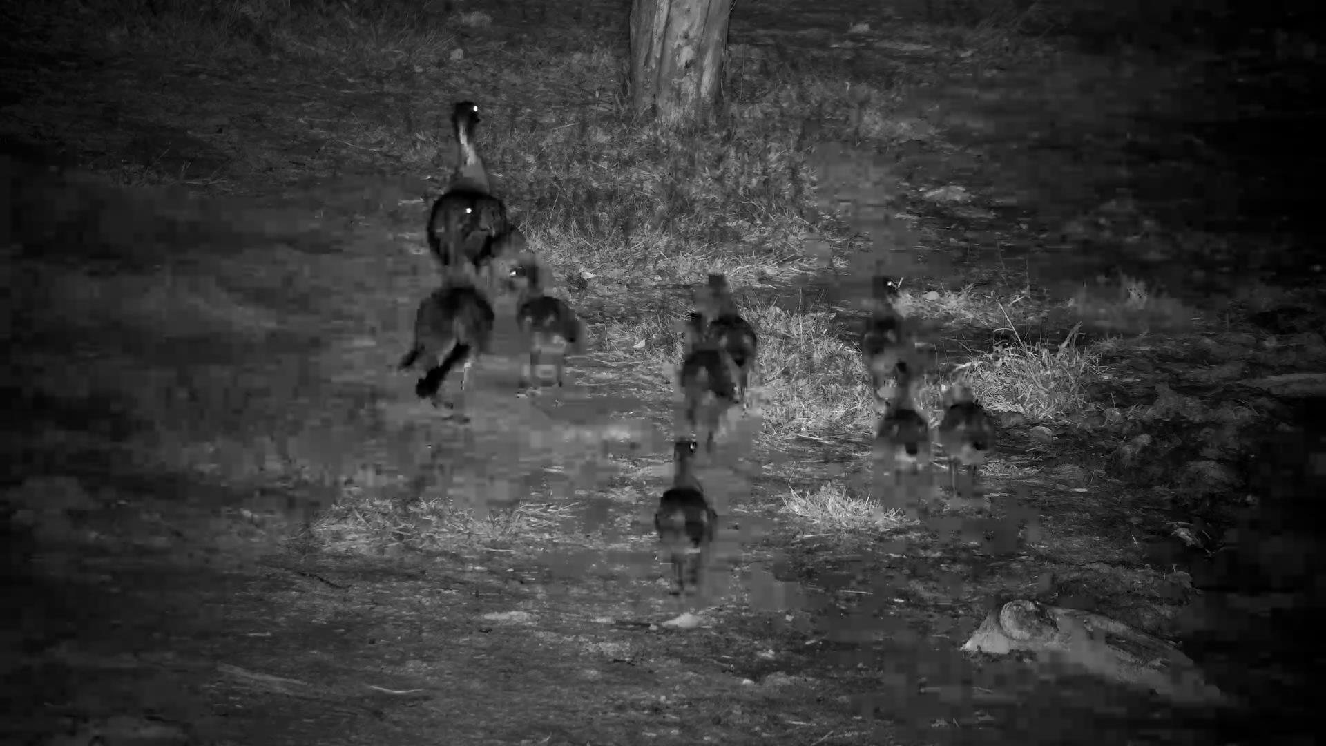 Goslings on a Night Walk