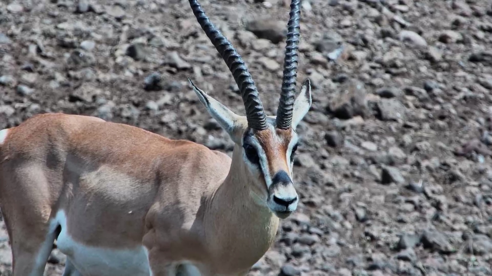 Grant’s Gazelle Stop for a Drink at Tortilis