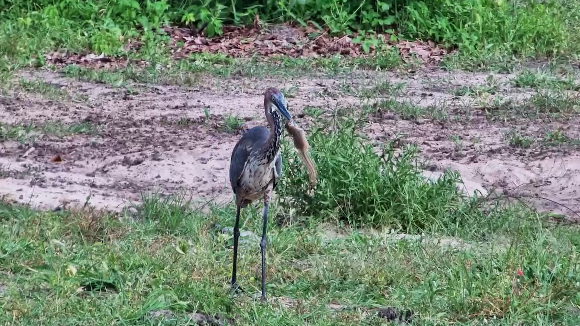 Goliath Heron Catches a Squirrel!