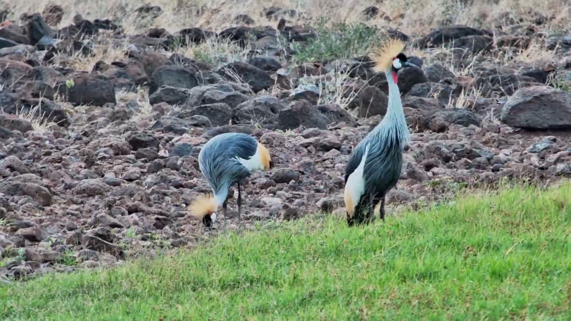 Elegant Grey-crowned Cranes at Tortilis Camp